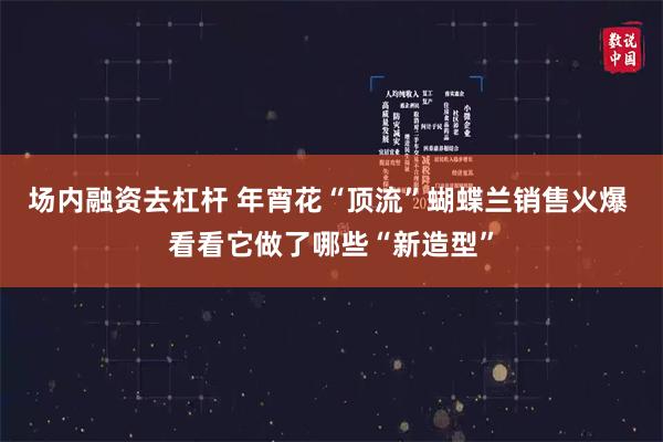 场内融资去杠杆 年宵花“顶流”蝴蝶兰销售火爆 看看它做了哪些“新造型”